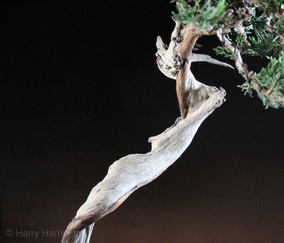 juniper bonsai detail